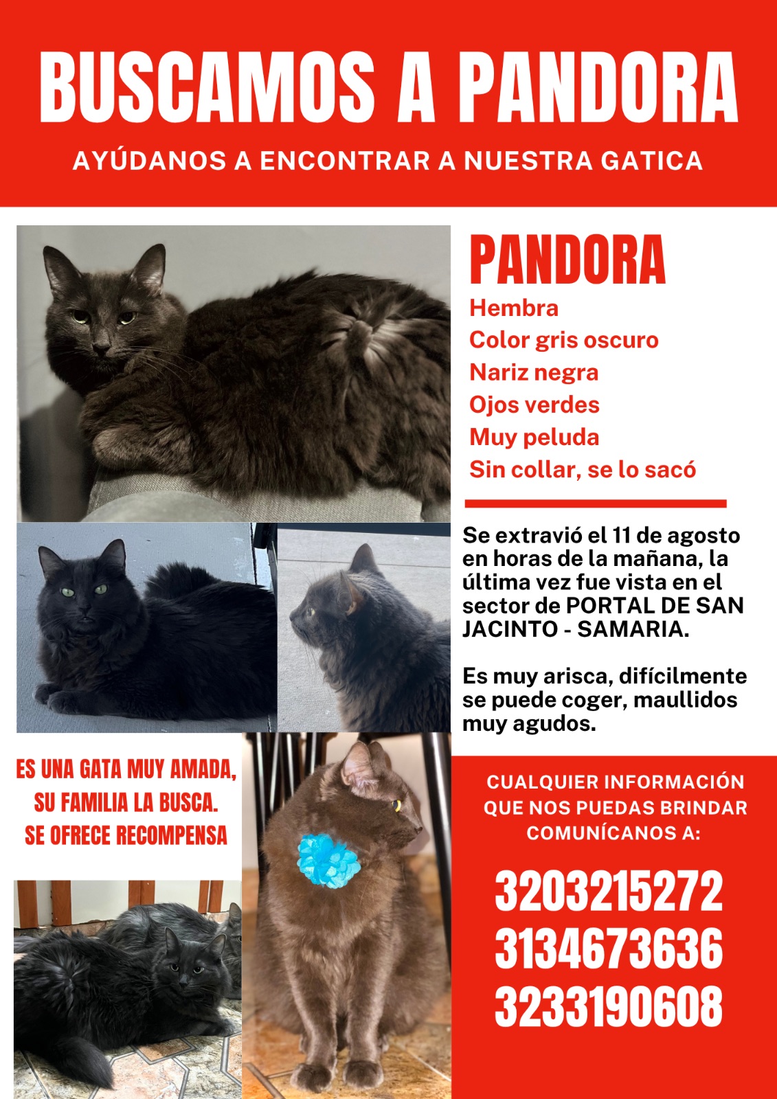 Foto 1 de Pandora