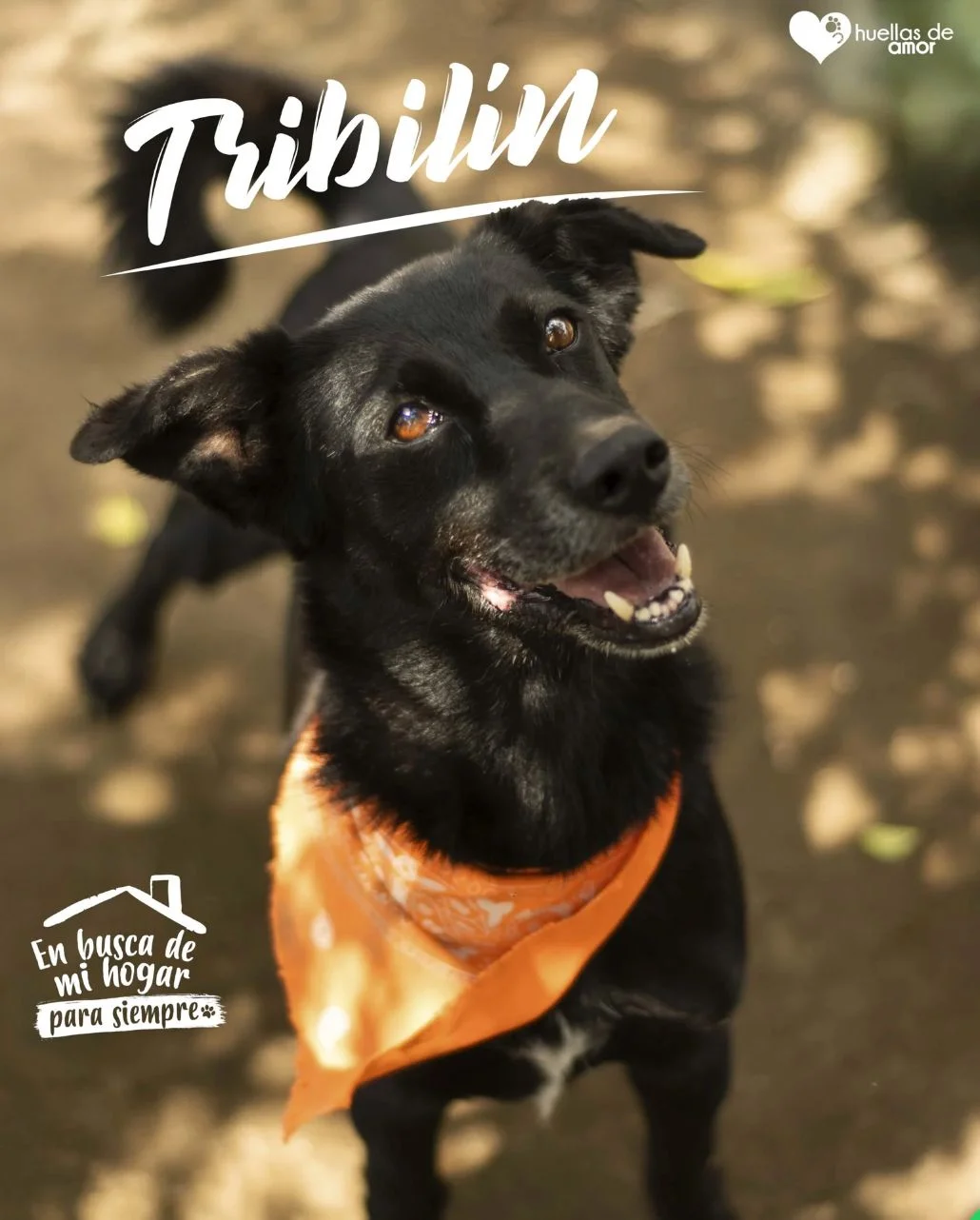 Foto de Tribilin