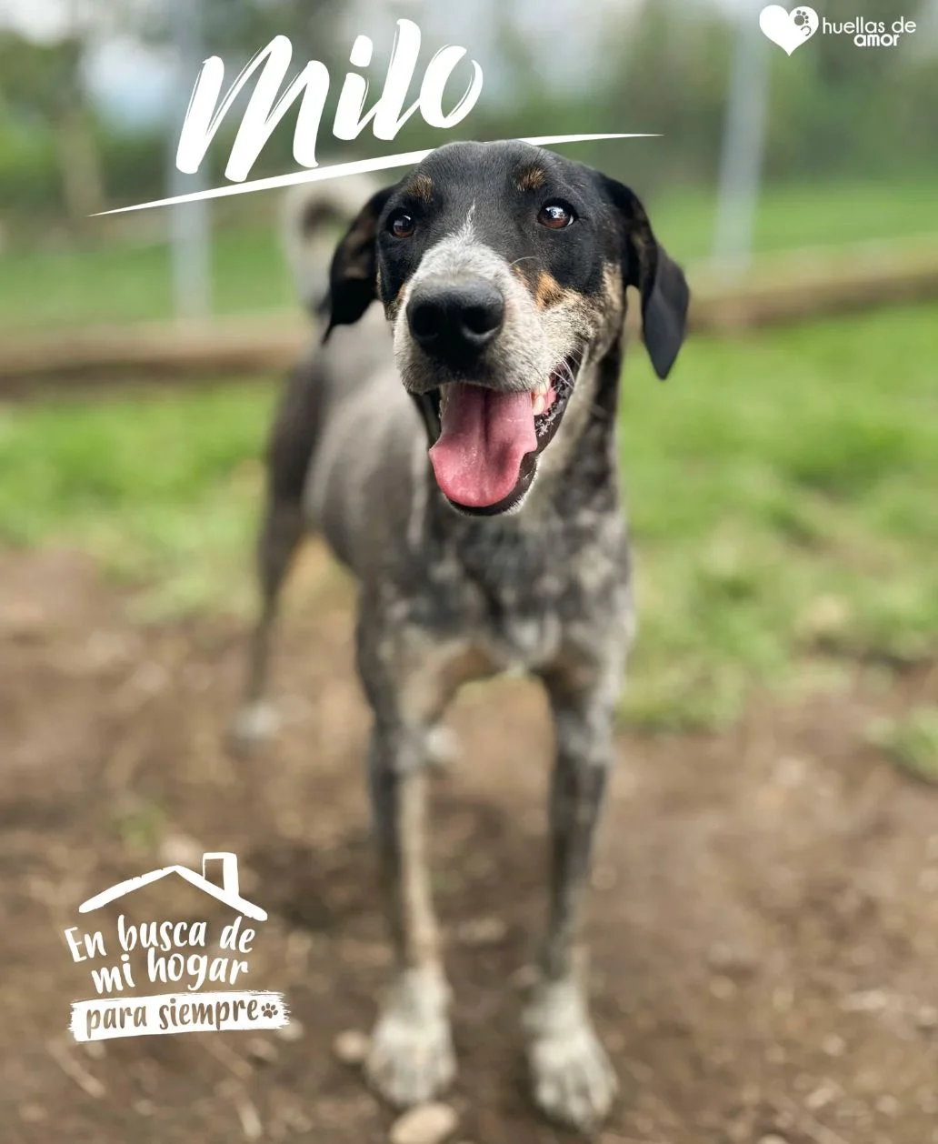 Foto de Milo