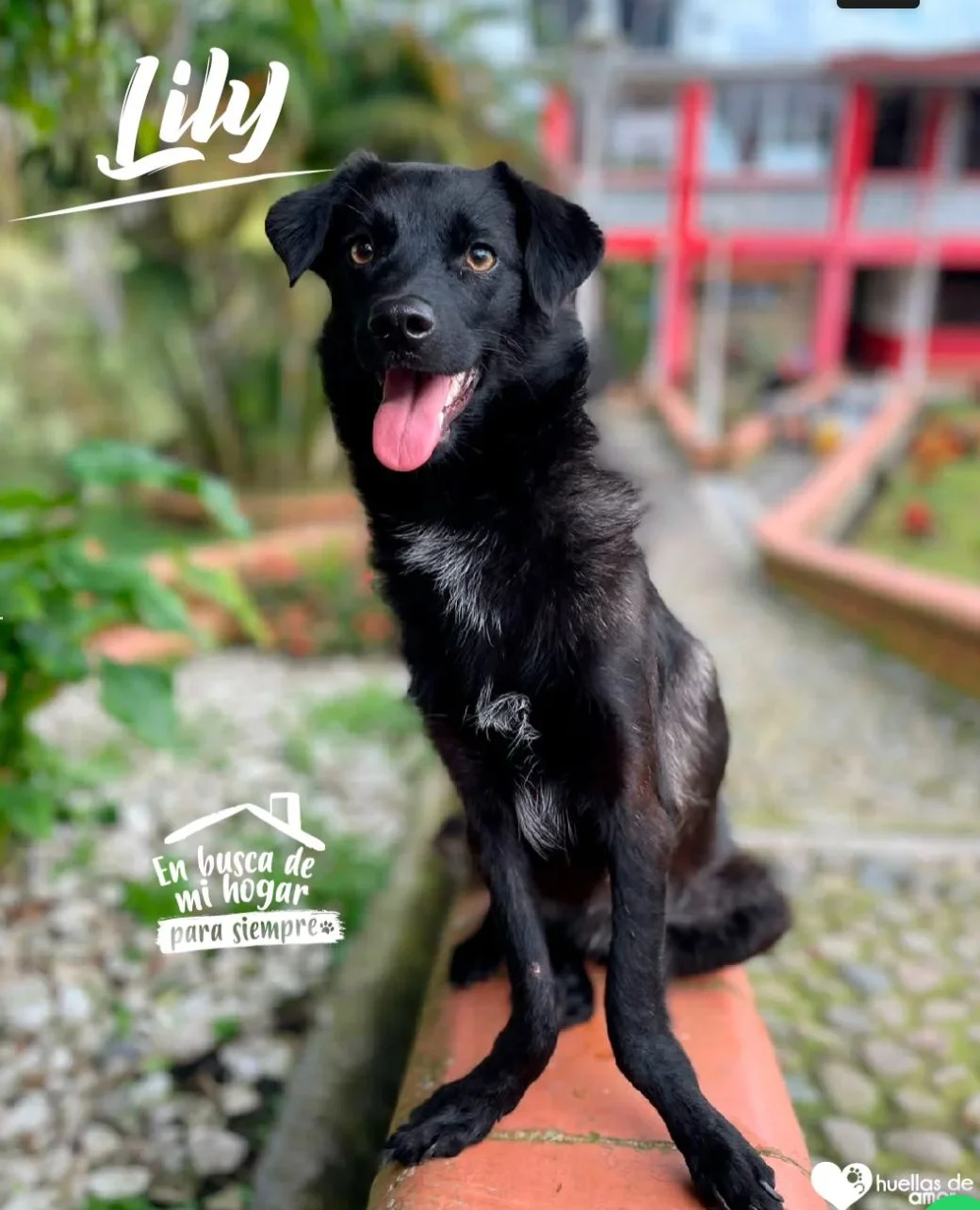 Foto de Lily