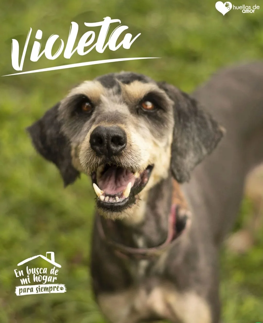 Foto de Violeta