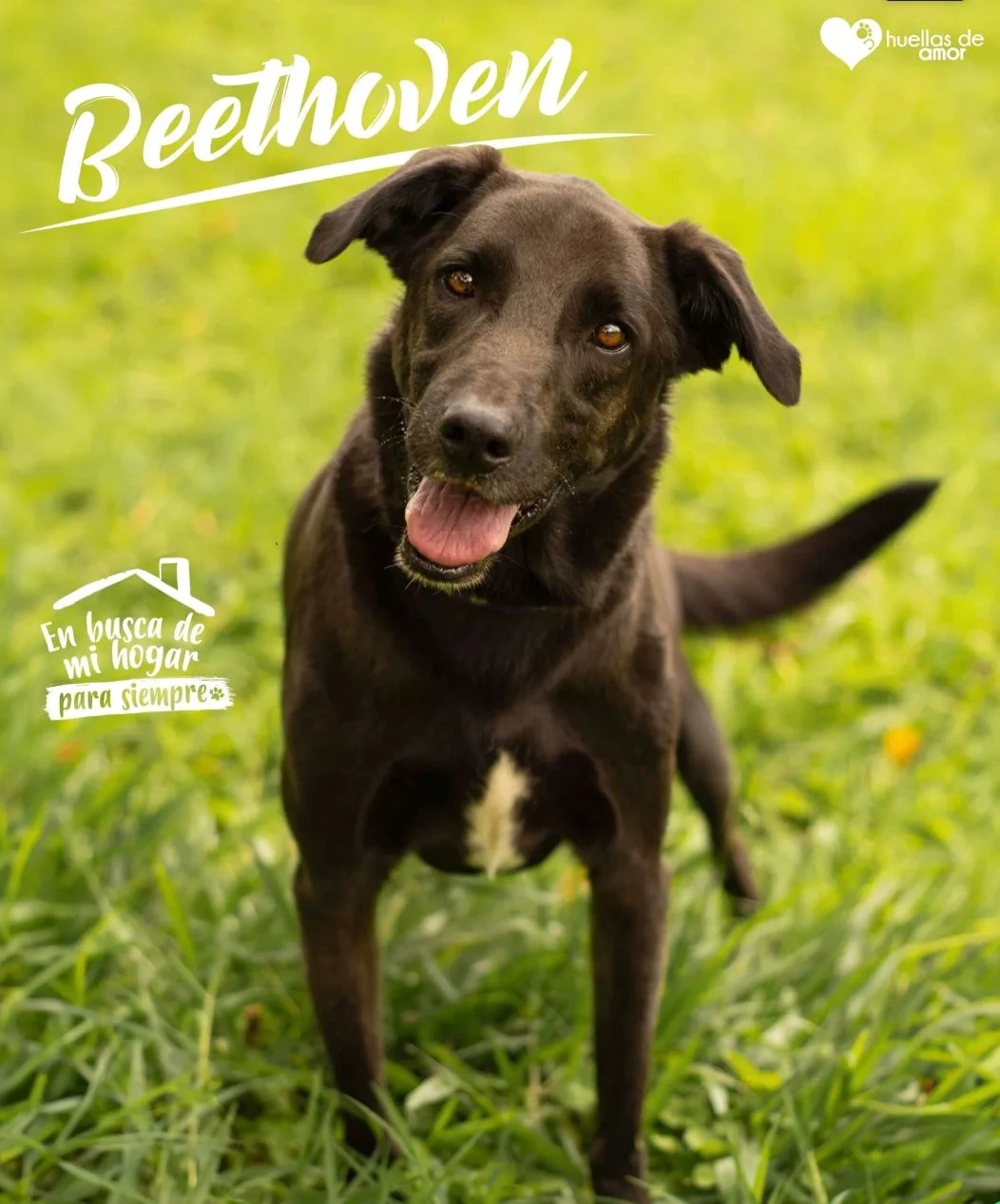 Foto de Beethoven