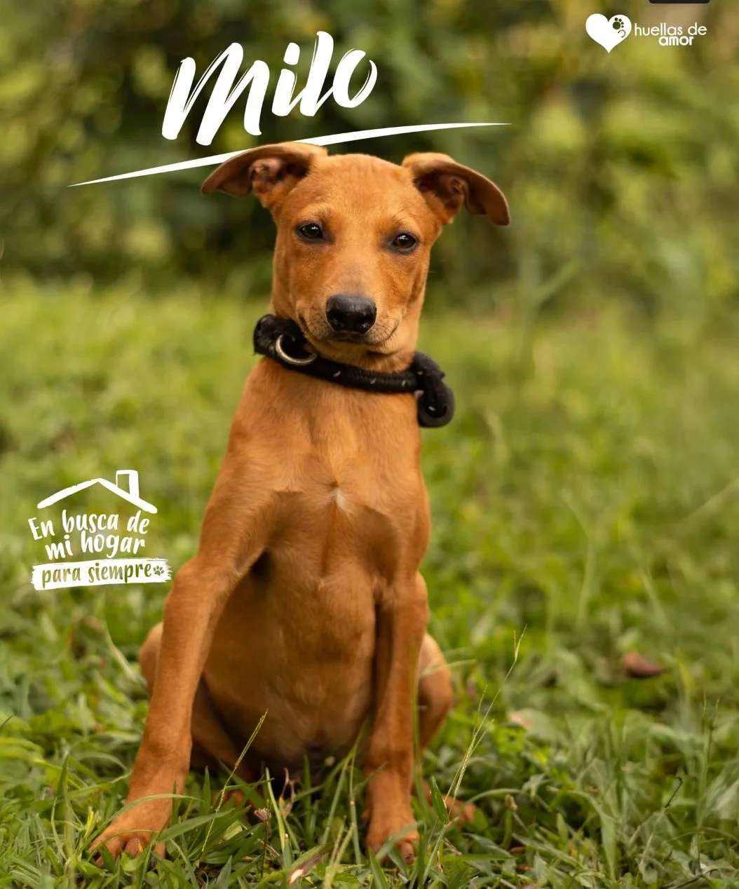 Foto de Milo