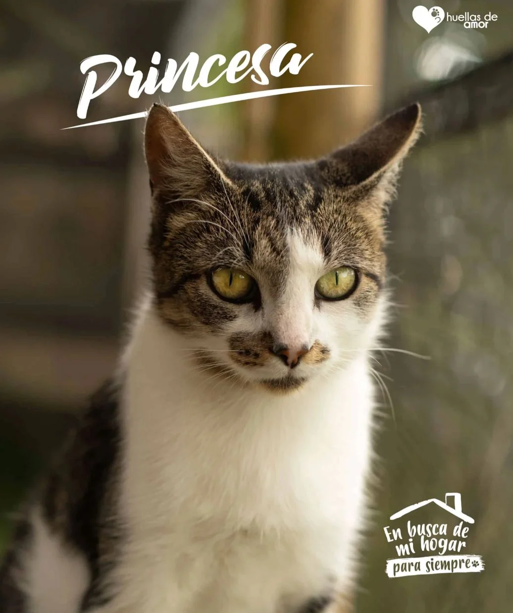 Foto de Princesa