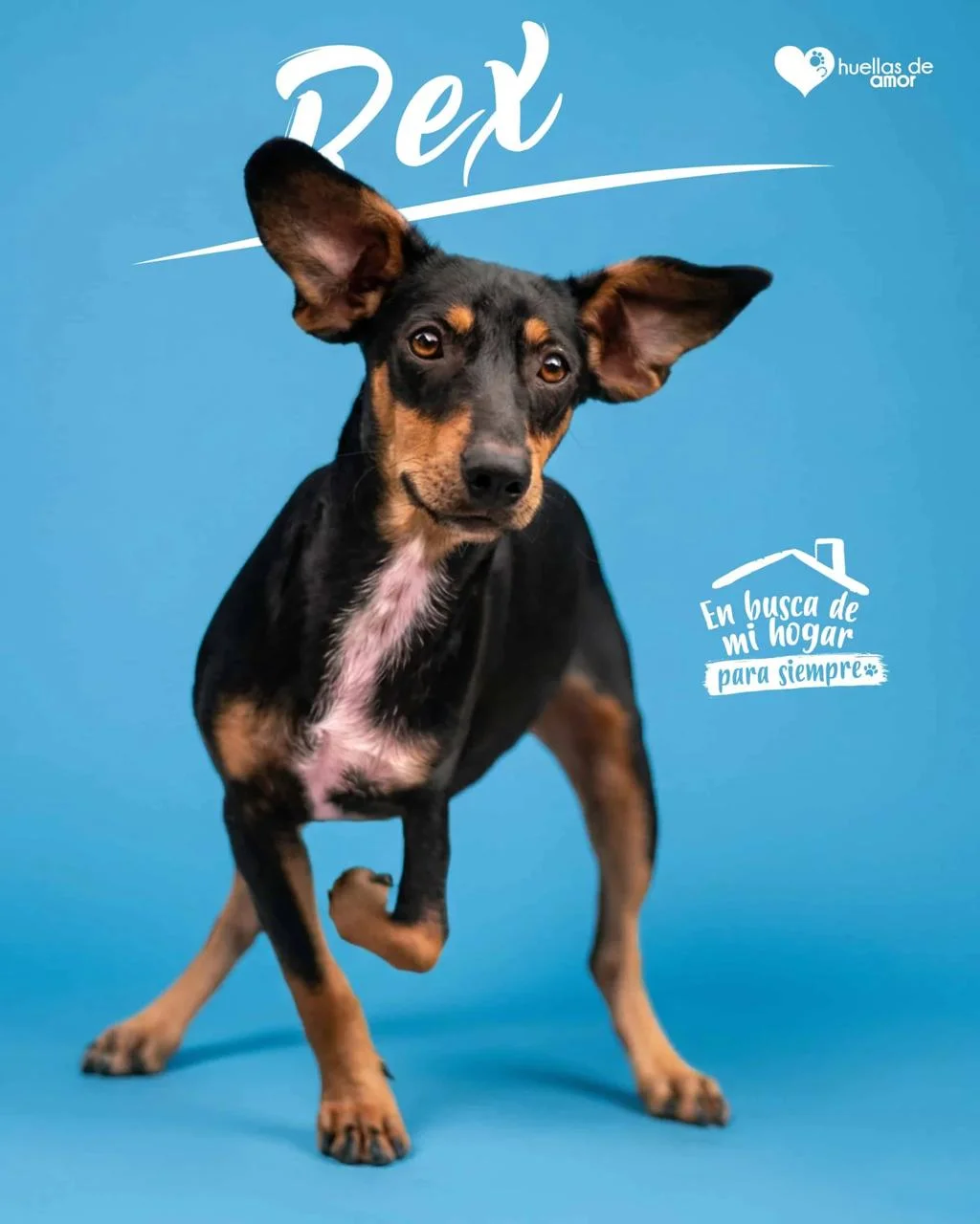 Foto de Rex