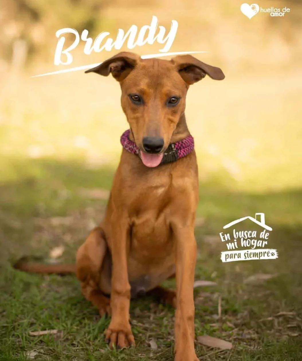 Foto de Brandy