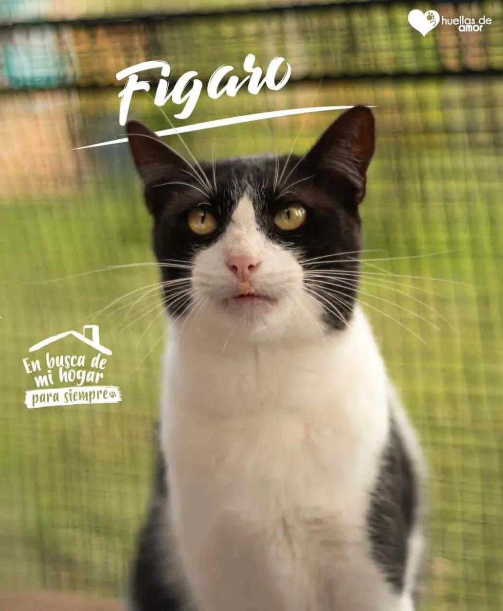 Foto de Figaro